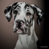 flat750x075f pad750x750f8f8f8 6 - Great Dane Merch